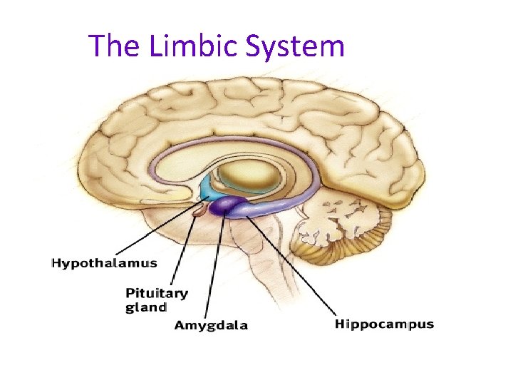 The Limbic System 