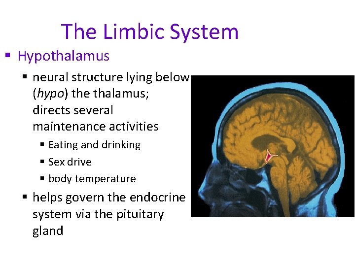 The Limbic System § Hypothalamus § neural structure lying below (hypo) the thalamus; directs