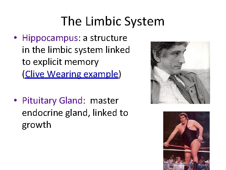 The Limbic System • Hippocampus: a structure in the limbic system linked to explicit