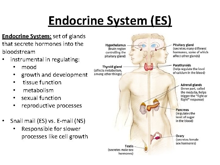 Endocrine System (ES) Endocrine System: set of glands that secrete hormones into the bloodstream