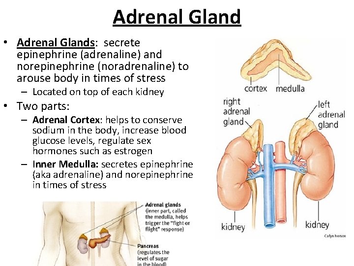 Adrenal Gland • Adrenal Glands: secrete epinephrine (adrenaline) and norepinephrine (noradrenaline) to arouse body