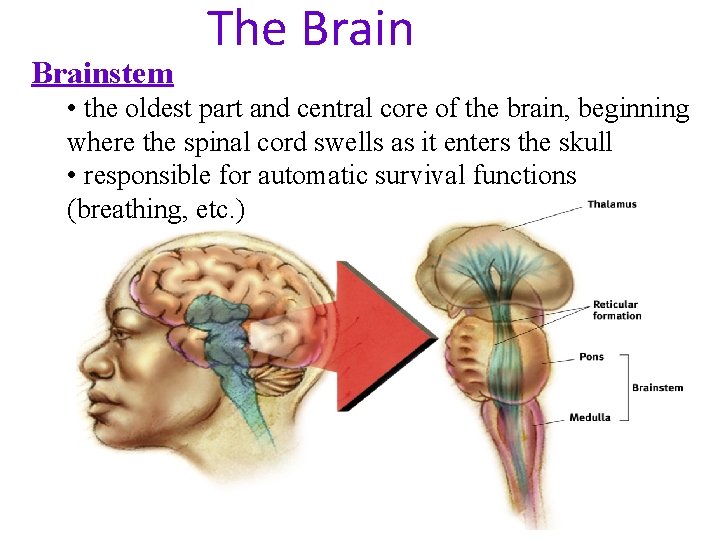 Brainstem The Brain • the oldest part and central core of the brain, beginning