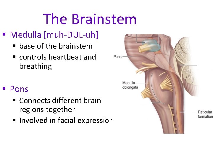 The Brainstem § Medulla [muh-DUL-uh] § base of the brainstem § controls heartbeat and