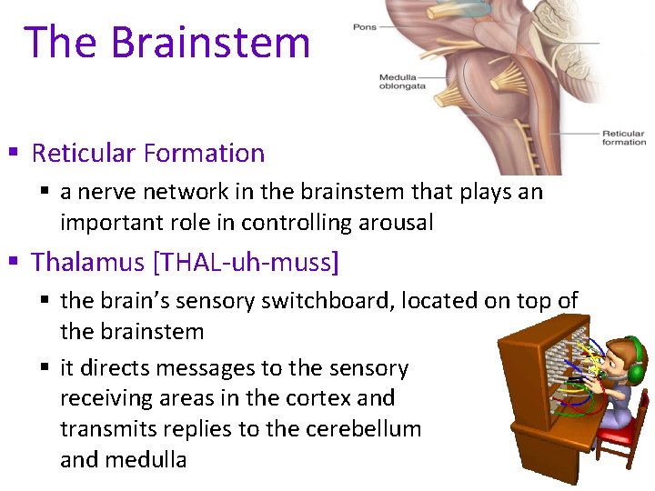 The Brainstem § Reticular Formation § a nerve network in the brainstem that plays