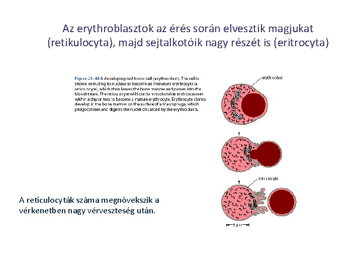 Az erythroblasztok az érés során elvesztik magjukat (retikulocyta), majd sejtalkotóik nagy részét is (eritrocyta)