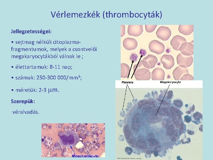 Vérlemezkék (thrombocyták) Jellegzetességei: • sejtmag nélküli citoplazmafragmentumok, melyek a csontvelői megakaryocytákból válnak le ;