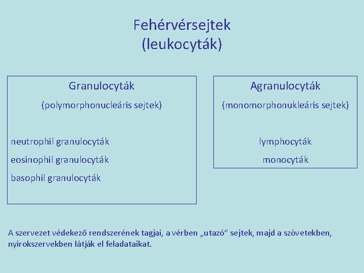 Fehérvérsejtek (leukocyták) Granulocyták Agranulocyták (polymorphonucleáris sejtek) (monomorphonukleáris sejtek) neutrophil granulocyták lymphocyták eosinophil granulocyták monocyták