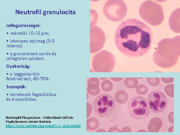 Neutrofil granulocita Jellegzetességei: • méretük 10 -15 mm; • lebenyes sejtmag (3 -5 lebeny);
