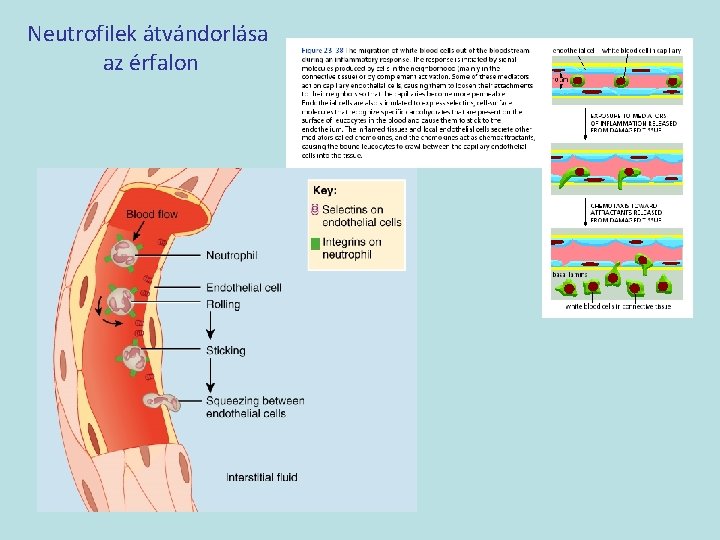 Neutrofilek átvándorlása az érfalon 