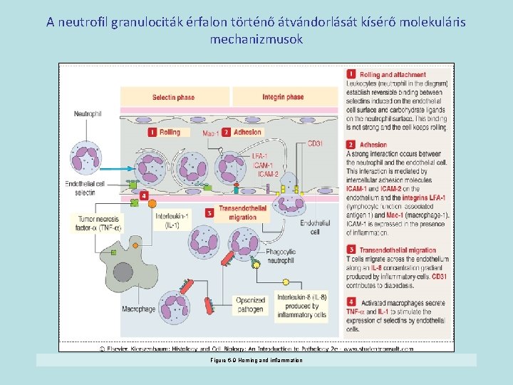 A neutrofil granulociták érfalon történő átvándorlását kísérő molekuláris mechanizmusok Figure 6 -9 Homing and
