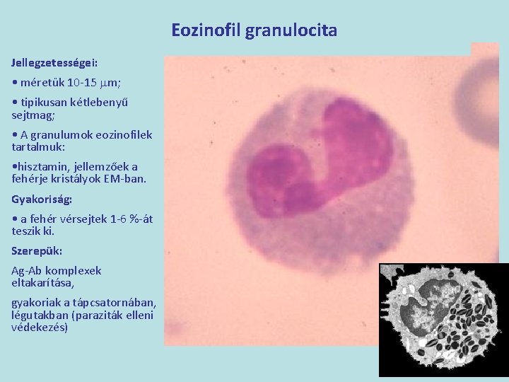 Eozinofil granulocita Jellegzetességei: • méretük 10 -15 mm; • tipikusan kétlebenyű sejtmag; • A