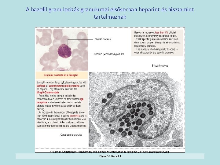 A bazofil granulociták granulumai elsősorban heparint és hisztamint tartalmaznak Figure 6 -6 Basophil 