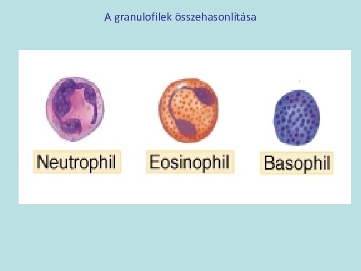 A granulofilek összehasonlítása 