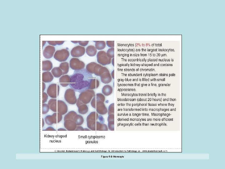 Figure 6 -8 Monocyte 