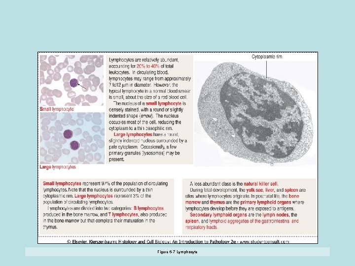 Figure 6 -7 Lymphocyte 