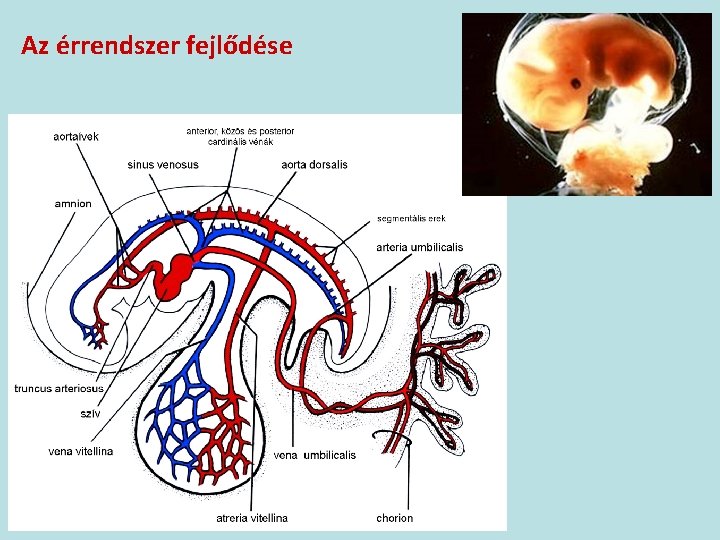 Az érrendszer fejlődése 