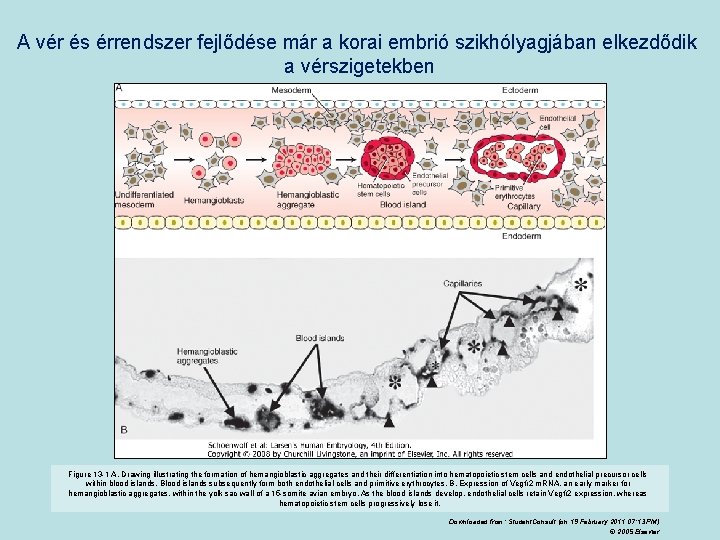 A vér és érrendszer fejlődése már a korai embrió szikhólyagjában elkezdődik a vérszigetekben Figure