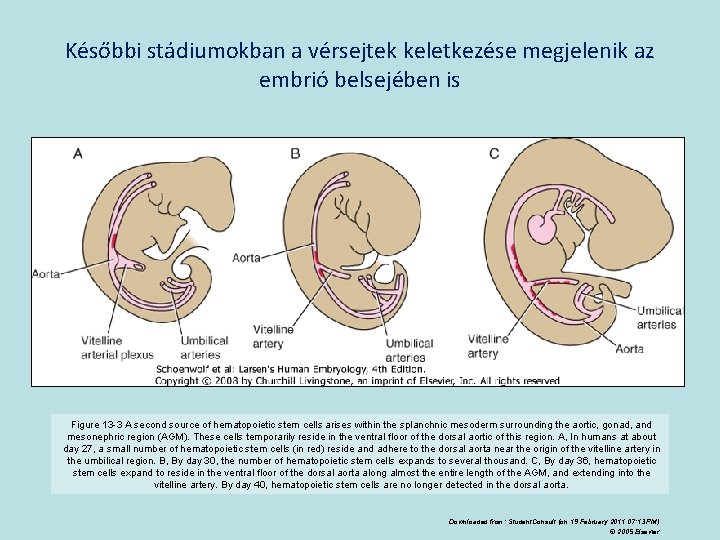 Későbbi stádiumokban a vérsejtek keletkezése megjelenik az embrió belsejében is Figure 13 -3 A