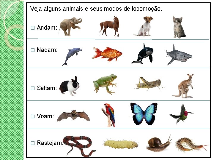 Veja alguns animais e seus modos de locomoção. � Andam: � Nadam: � Saltam: