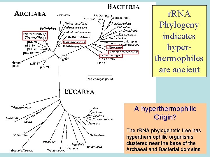 r. RNA Phylogeny indicates hyperthermophiles are ancient A hyperthermophilic Origin? The r. RNA phylogenetic