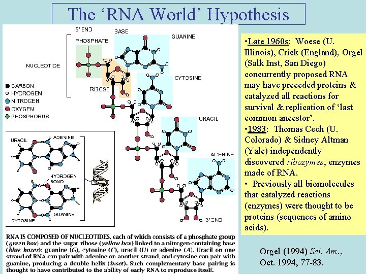 The ‘RNA World’ Hypothesis • Late 1960 s: Woese (U. Illinois), Crick (England), Orgel