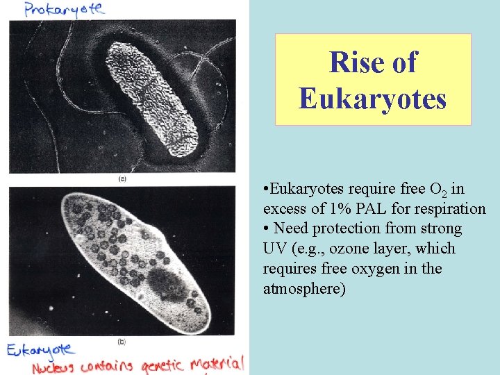 Rise of Eukaryotes • Eukaryotes require free O 2 in excess of 1% PAL