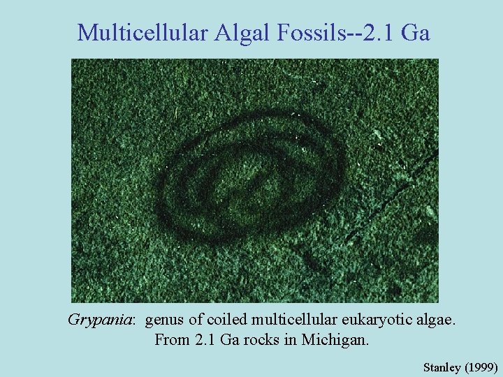 Multicellular Algal Fossils--2. 1 Ga Grypania: genus of coiled multicellular eukaryotic algae. From 2.
