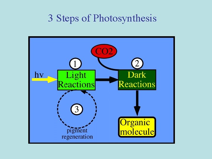 3 Steps of Photosynthesis 
