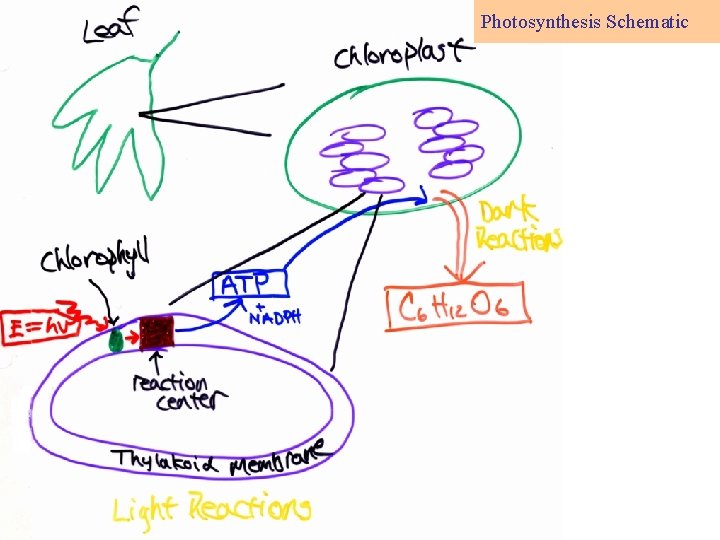 Photosynthesis Schematic 