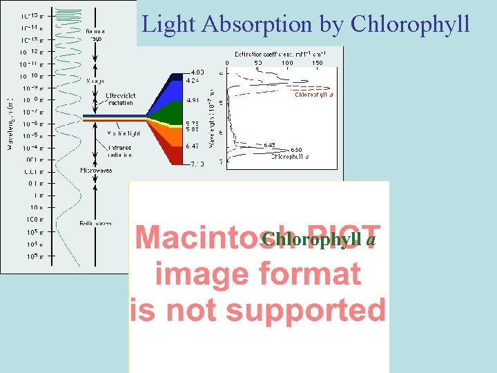 Light Absorption by Chlorophyll a 