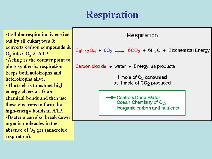 Respiration • Cellular respiration is carried out by all eukaryotes & converts carbon compounds