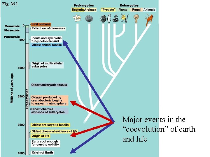 Fig. 26. 1 Major events in the “coevolution” of earth and life Copyright ©