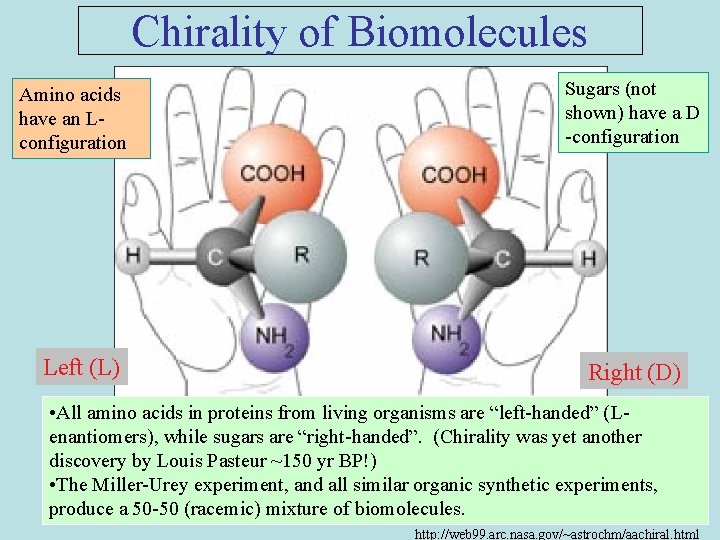 Chirality of Biomolecules Amino acids have an Lconfiguration Left (L) Sugars (not shown) have