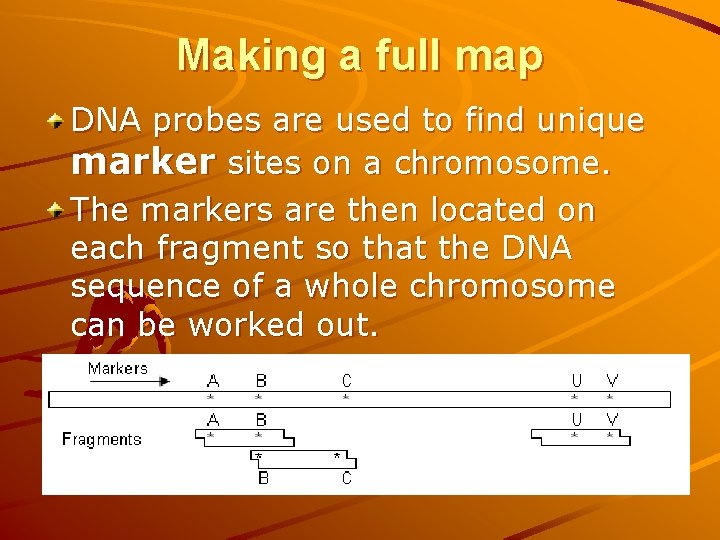 Making a full map DNA probes are used to find unique marker sites on