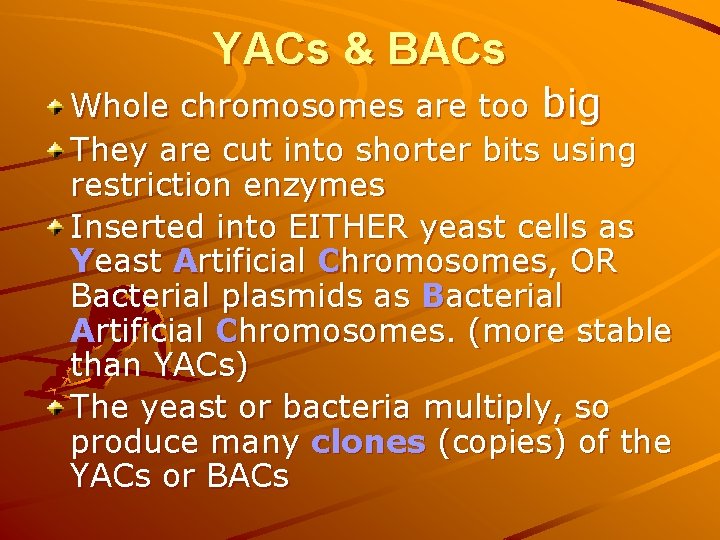YACs & BACs Whole chromosomes are too big They are cut into shorter bits