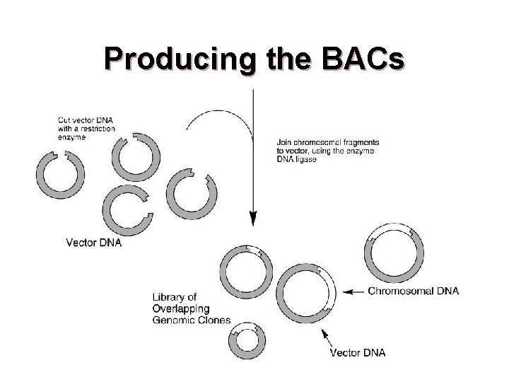 Producing the BACs 