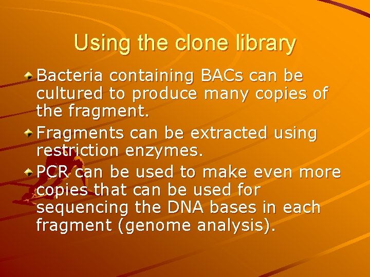 Using the clone library Bacteria containing BACs can be cultured to produce many copies