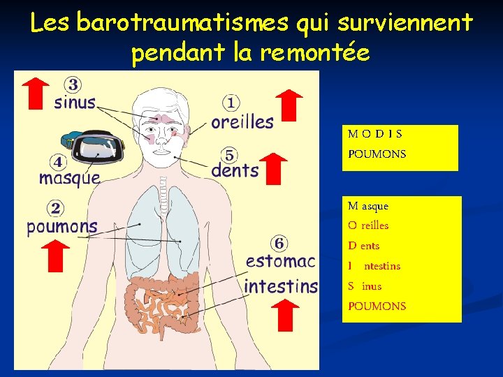 Les barotraumatismes qui surviennent pendant la remontée MODIS POUMONS M asque O reilles D Les barotraumatismes qui surviennent pendant la remontée MODIS POUMONS M asque O reilles D