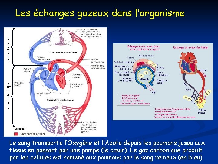 Grande circulation Petite circulation Les échanges gazeux dans l’organisme Le sang transporte l’Oxygène et Grande circulation Petite circulation Les échanges gazeux dans l’organisme Le sang transporte l’Oxygène et