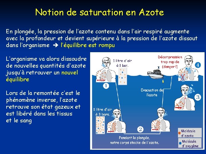 Notion de saturation en Azote En plongée, la pression de l’azote contenu dans l’air Notion de saturation en Azote En plongée, la pression de l’azote contenu dans l’air