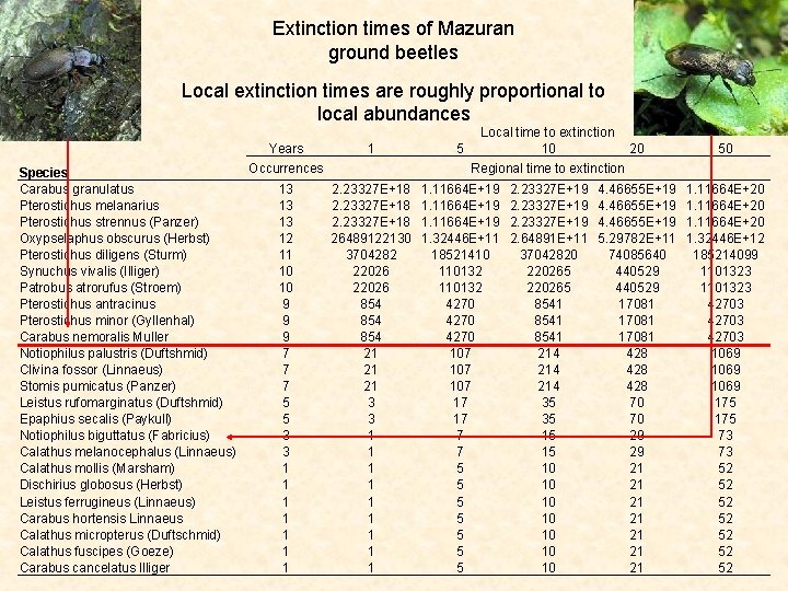 Extinction times of Mazuran ground beetles Local extinction times are roughly proportional to local