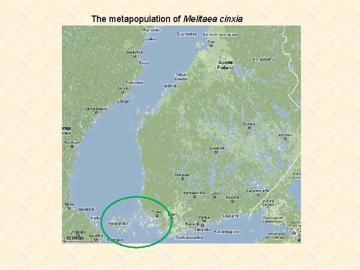 The metapopulation of Melitaea cinxia 