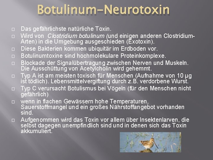 Botulinum-Neurotoxin � � � � � Das gefährlichste natürliche Toxin. Wird von Clostridium botulinum