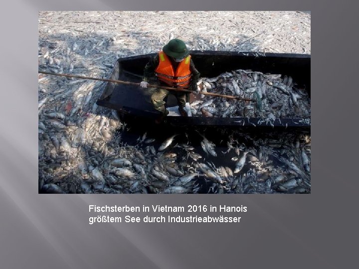 Fischsterben in Vietnam 2016 in Hanois größtem See durch Industrieabwässer 