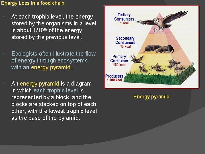 Energy Loss in a food chain At each trophic level, the energy stored by Energy Loss in a food chain At each trophic level, the energy stored by