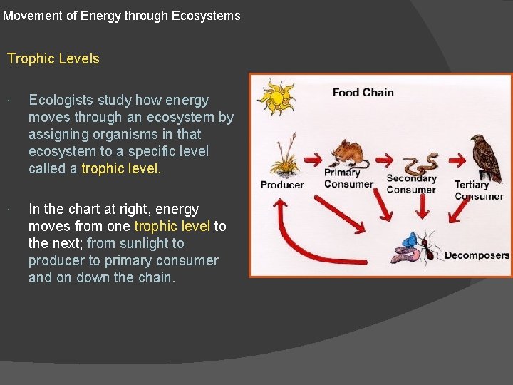 Movement of Energy through Ecosystems Trophic Levels Ecologists study how energy moves through an Movement of Energy through Ecosystems Trophic Levels Ecologists study how energy moves through an