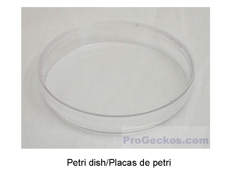 Petri dish/Placas de petri 