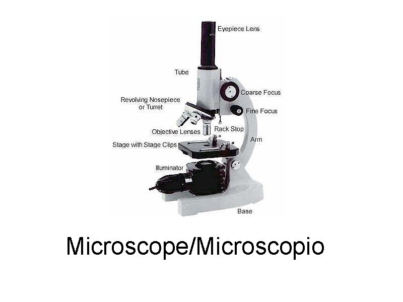 Microscope/Microscopio 