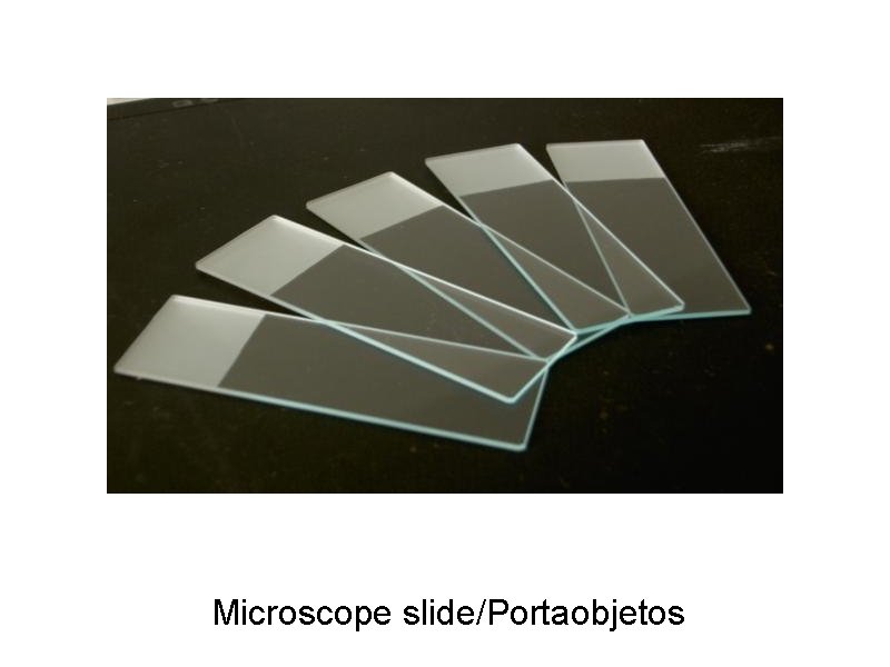 Microscope slide/Portaobjetos 