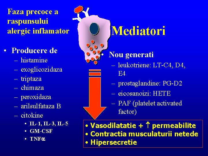 Faza precoce a raspunsului alergic inflamator • Producere de – – – – histamine